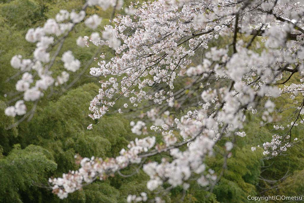 日の出町・塩田堤の桜