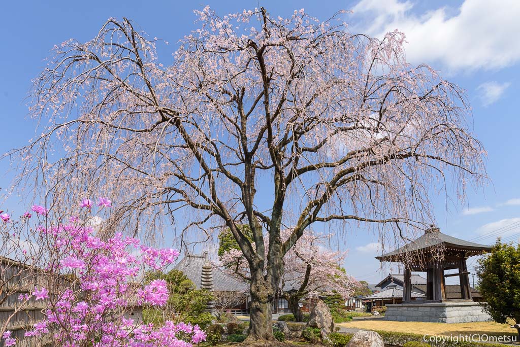 あきる野市・普門寺の、しだれ桜