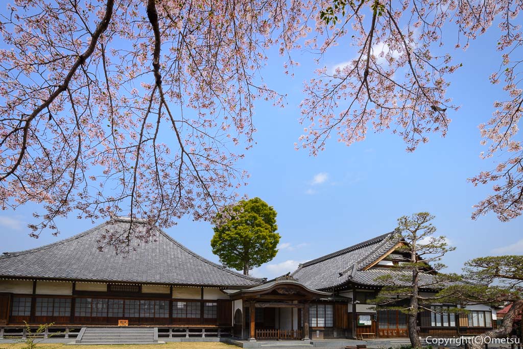 あきる野市・普門寺の本堂と、ソメイヨシノ