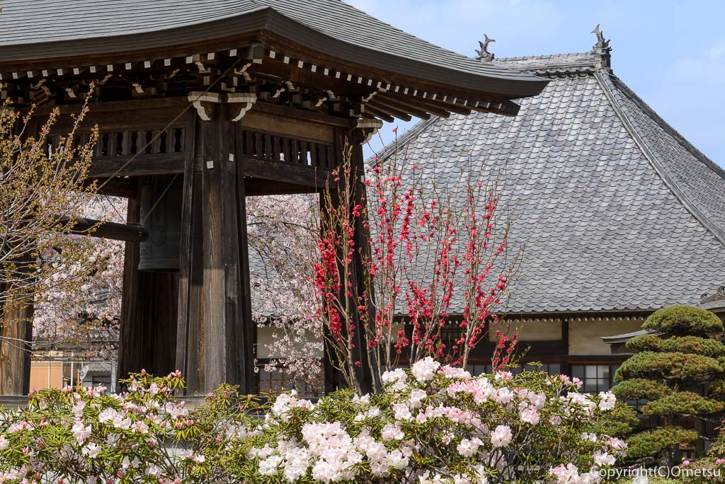 あきる野市・普門寺のシャクナゲ