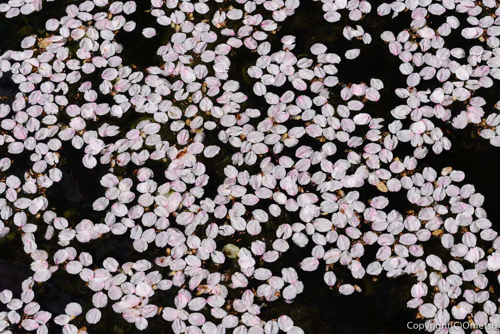 あきる野市・東秋留の南雲神社の、野辺八雲の湧水と桜
