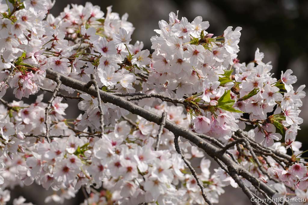 あきる野市・東秋留の南雲神社の、桜