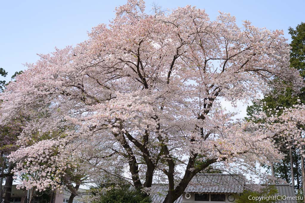 あきる野市・二宮神社の桜