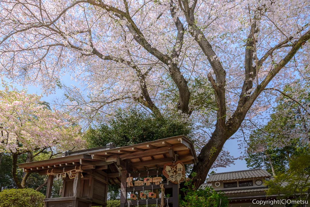 あきる野市・二宮神社の桜