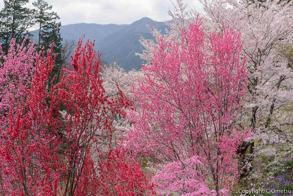 奥多摩町・向雲寺の桜と桃と、奥多摩の山