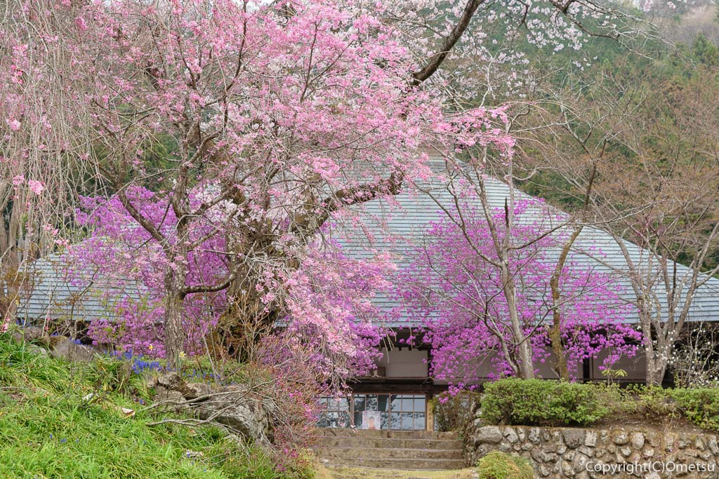 あきる野市・乙津の、龍珠院のしだれ桜とツツジ