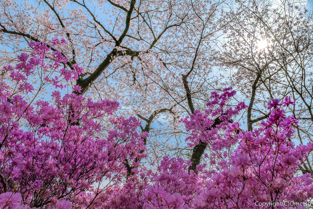 あきる野市・乙津の、龍珠院の桜のツツジ