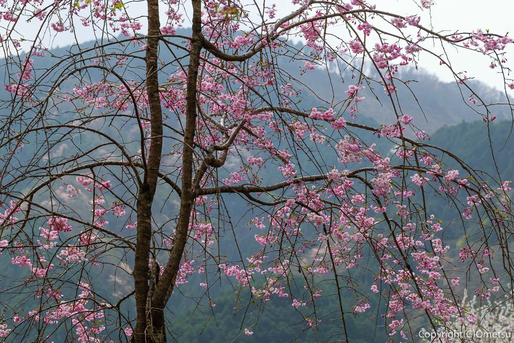 あきる野市・乙津の、しだれ桜