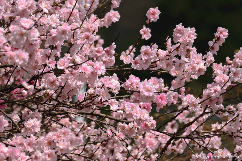 あきる野市・乙津の、龍珠院の桃の花