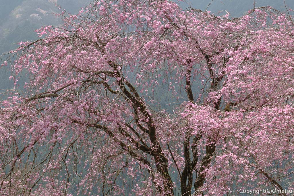 あきる野市・乙津の、龍珠院の、しだれ桜