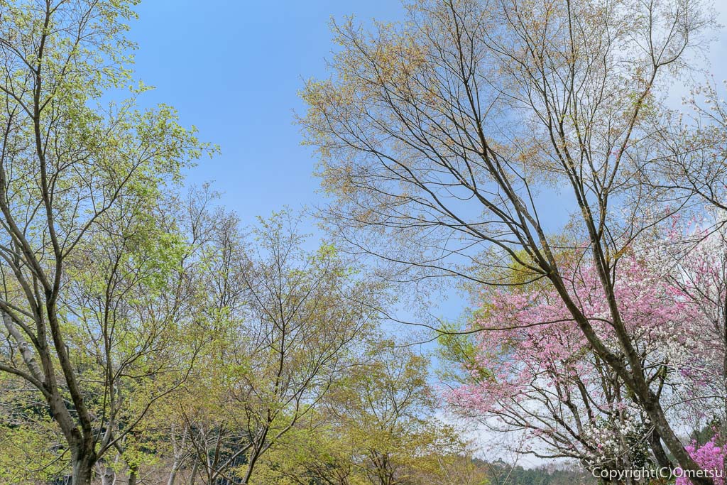 あきる野市・乙津の、新緑