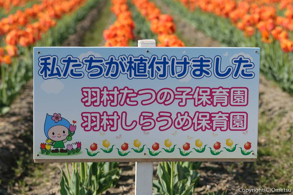 羽村市・根がらみ前水田のチューリップ畑の保育園の植え付け看板