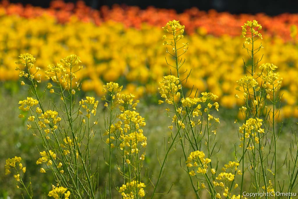 羽村市・根がらみ前水田のチューリップと、菜の花