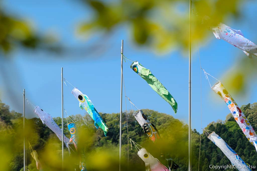 羽村市・踊子草公園からの鯉のぼり