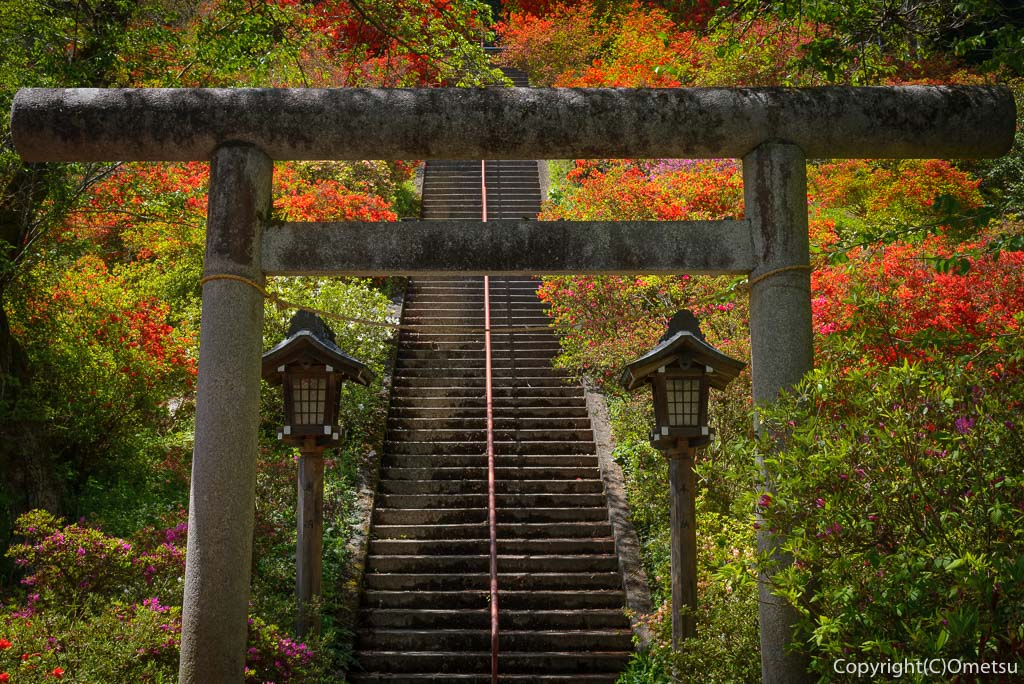 青梅市・愛宕神社の鳥居と出世階段の石段とツツジ