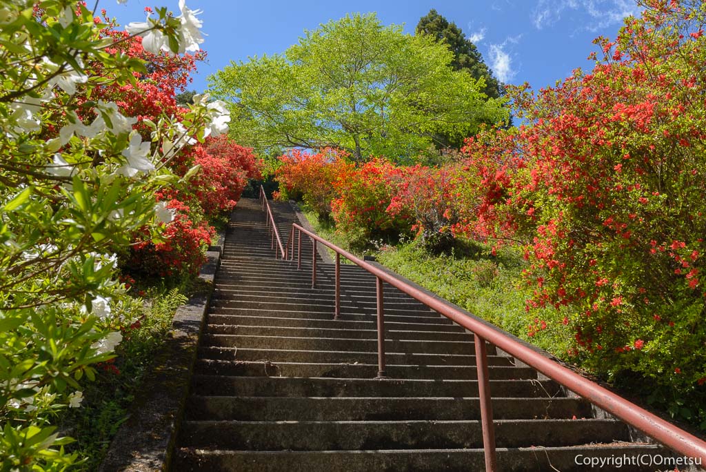 青梅市・愛宕神社の出世階段の、石段とツツジ