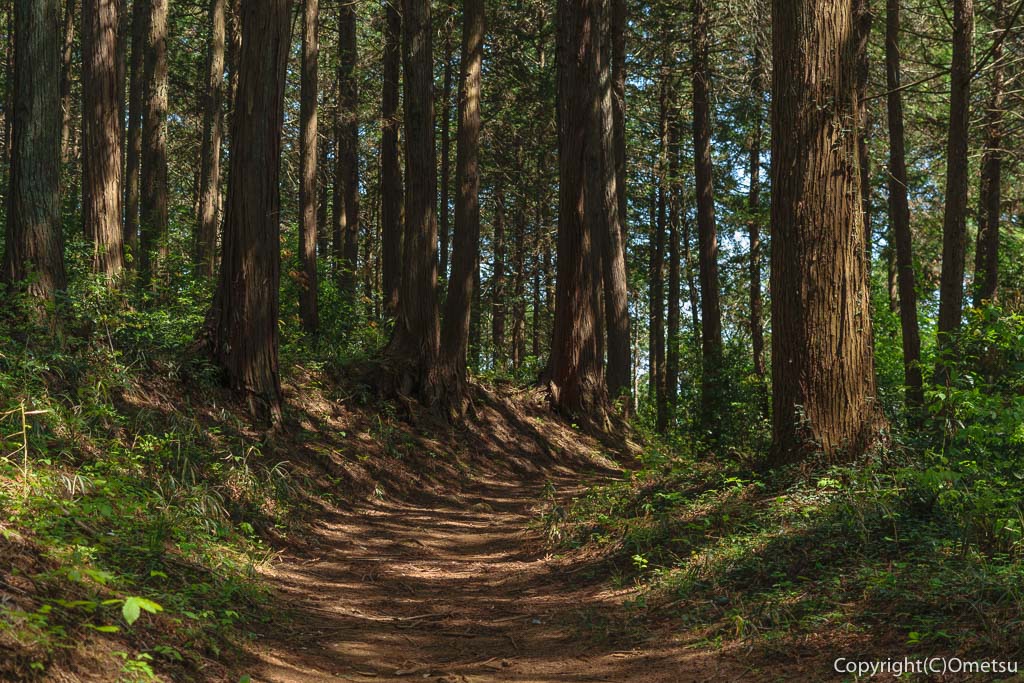 青梅市・七国峠から薬王寺への山道の森