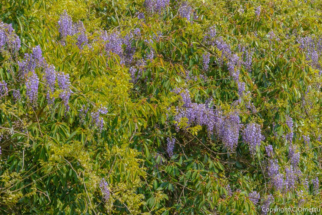 青梅・多摩川の藤の花