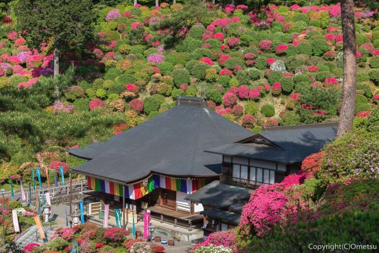 青梅市・塩船観音寺のツツジ