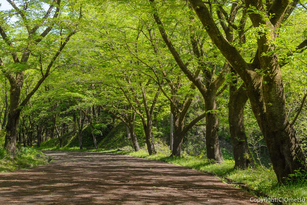 青梅市・霞丘陵ハイキングコースの立正佼成会・桜並木の新緑