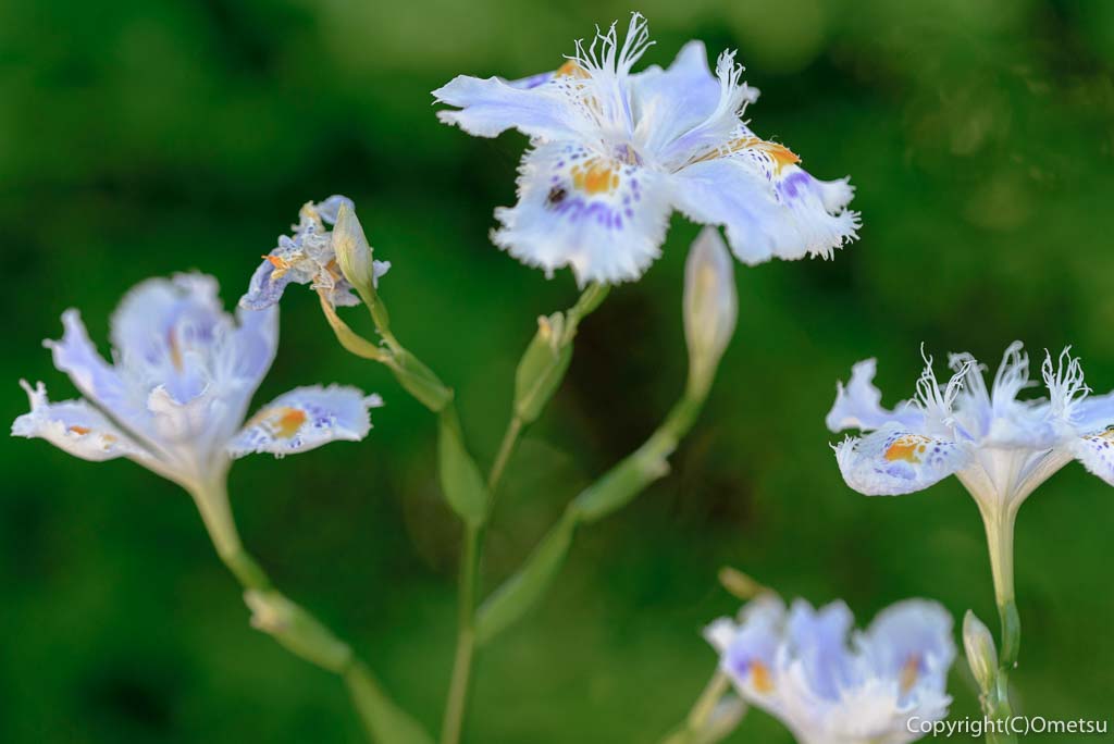 青梅市・薬王寺のシャガの花