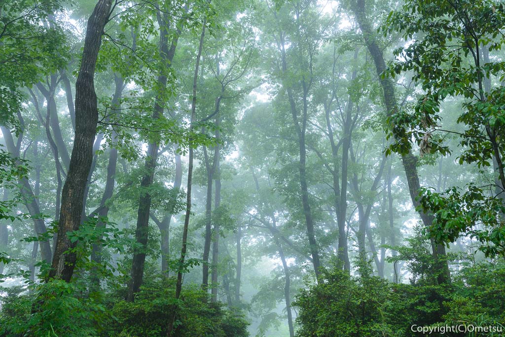 青梅の森・霧の雑木林