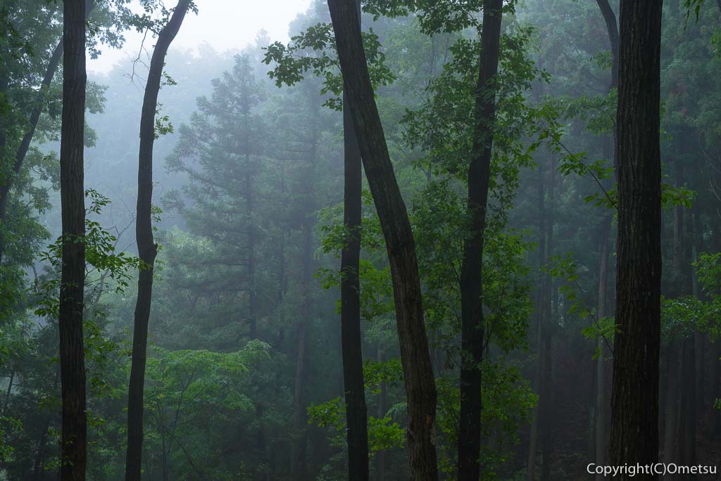 青梅の森・霧の風景