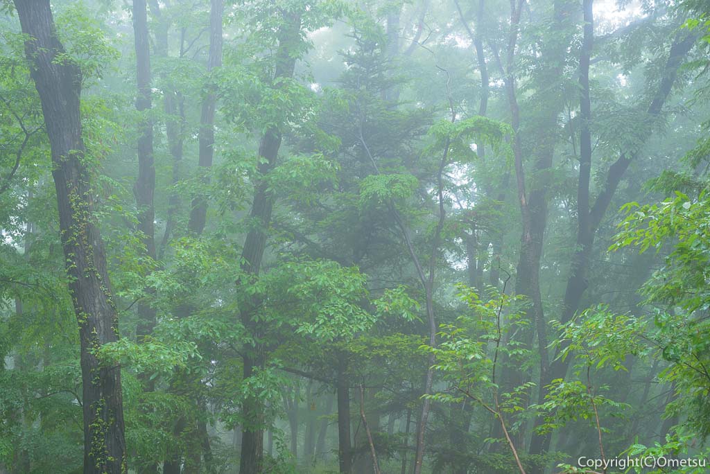 青梅の森・霧の雑木林