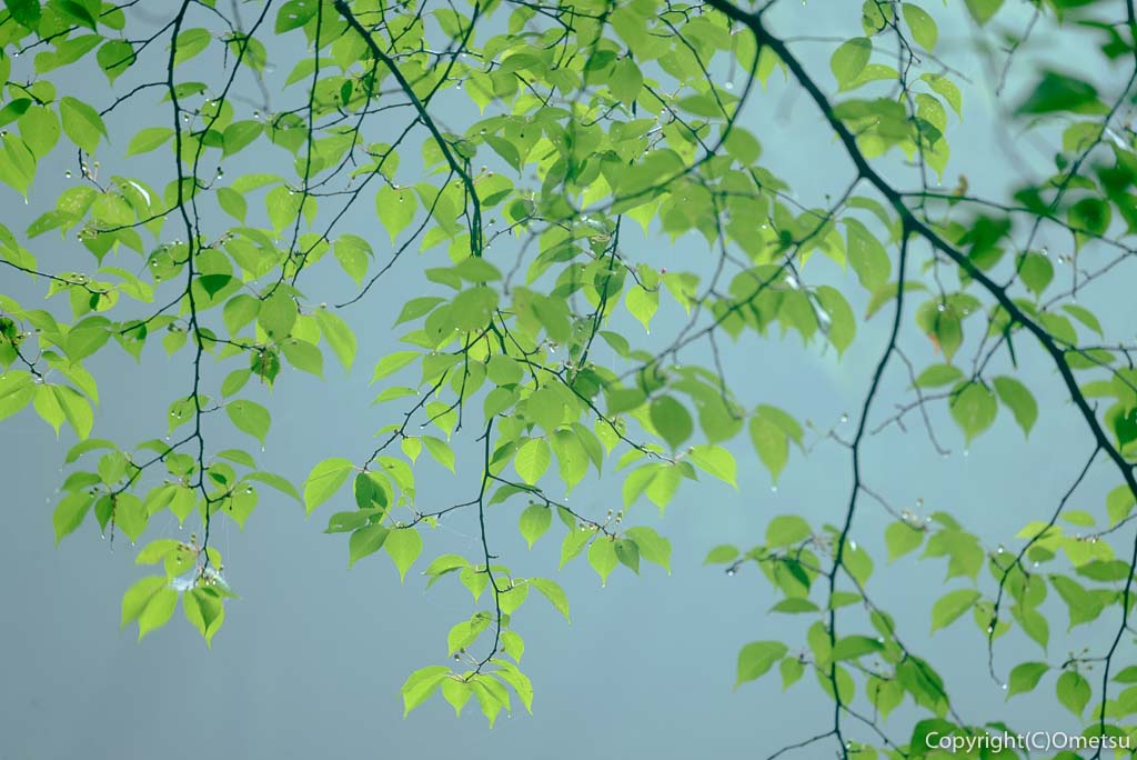 霧の、青梅の森の木々の葉