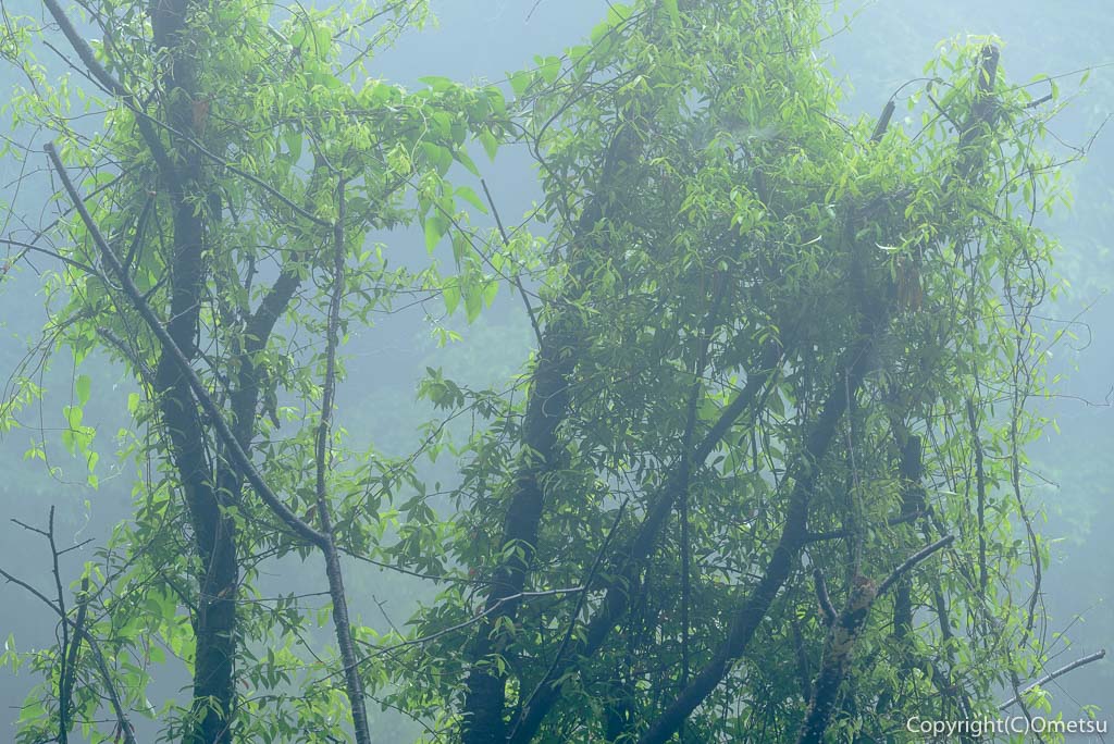 青梅の森・霧の風景・枯れ木