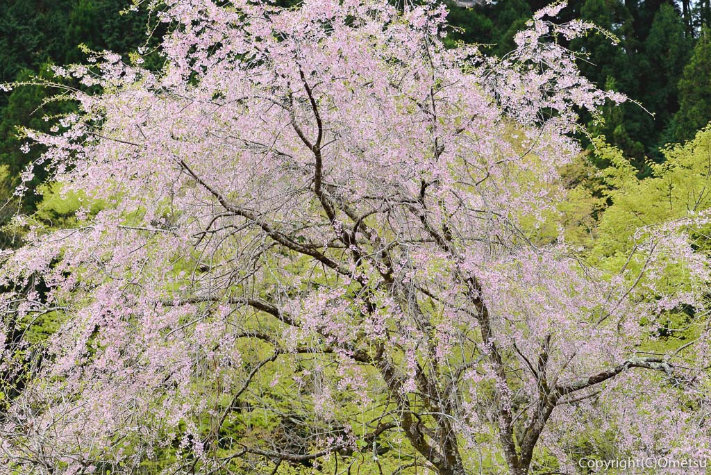 奥多摩町・寸庭の桜