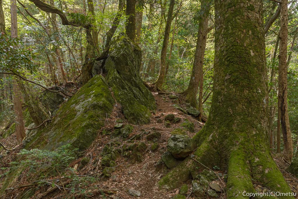 奥多摩町・大塚山・御岳山の黒五郎新道の尾根道の木