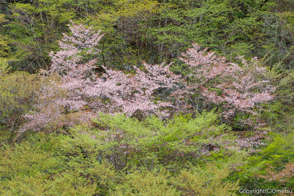 奥多摩町・川苔山の新緑と、ヤマザクラ