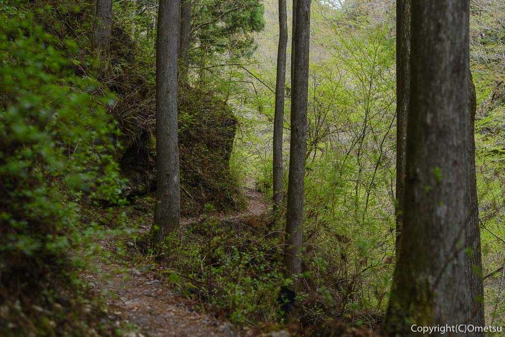 奥多摩町・川苔山の登山道