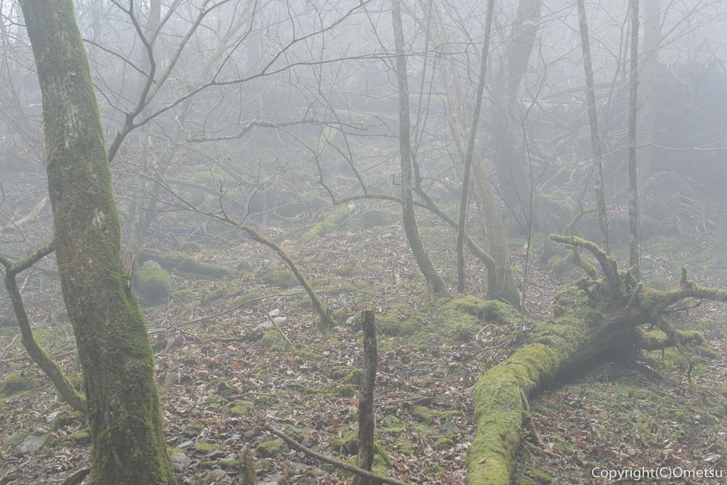 奥多摩町・川苔山の霧の森