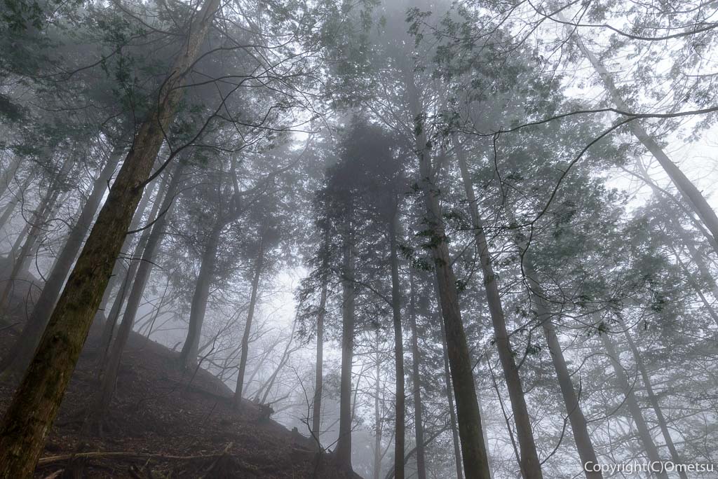 奥多摩町・川苔山の霧の針葉樹林