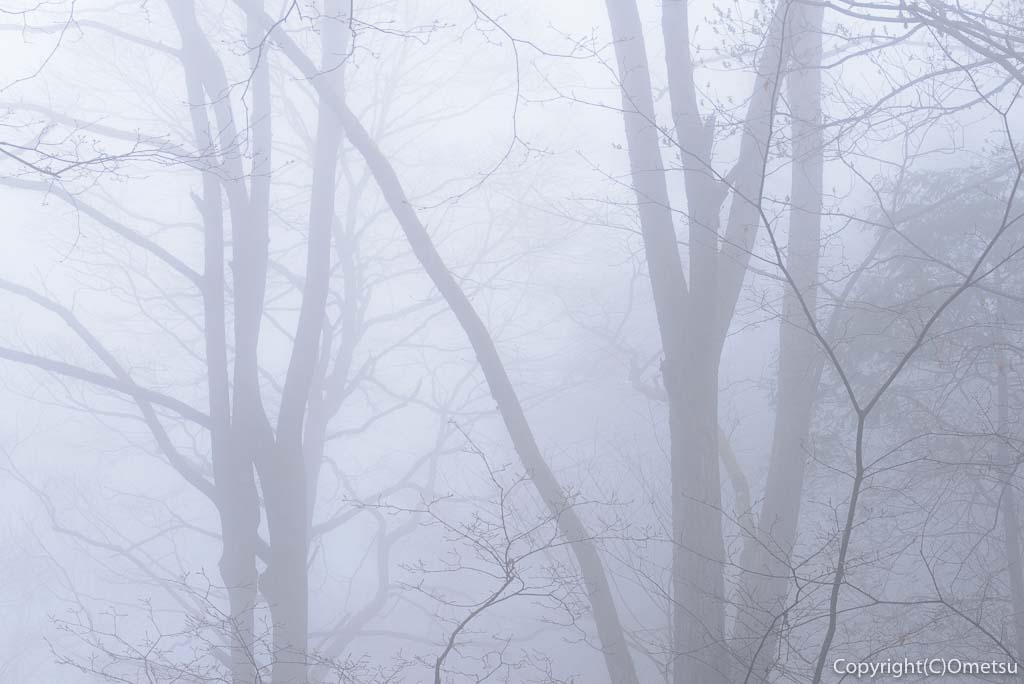奥多摩町・川苔山の霧の森