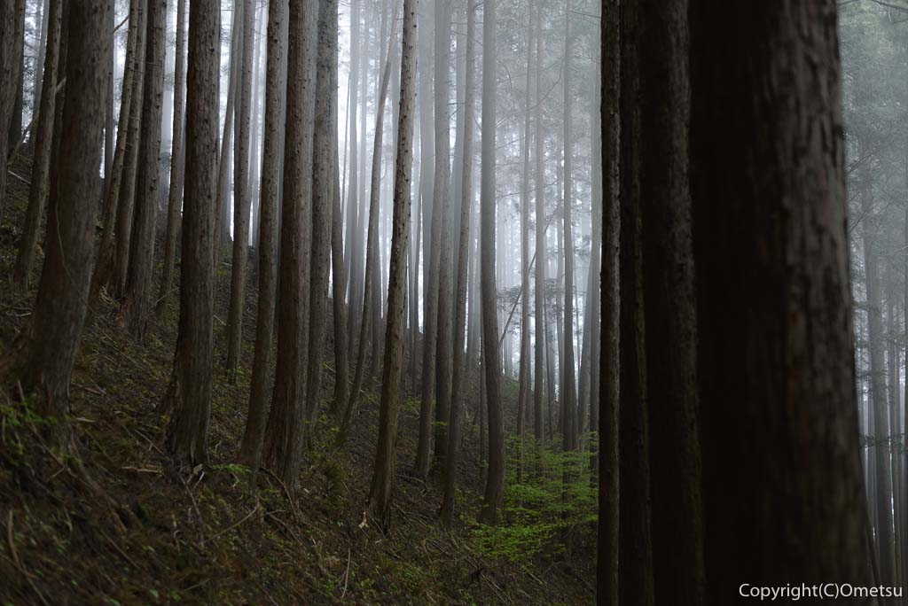 奥多摩町・川苔山・赤抗尾根の霧の杉林