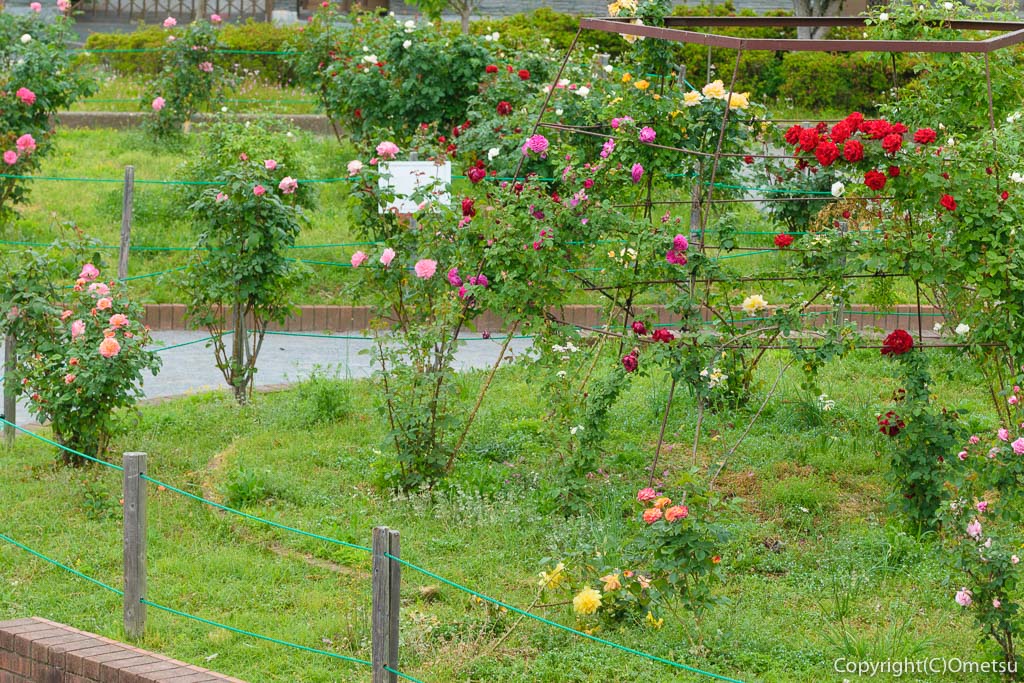 青梅市・新町の植木内公園の、バラ園