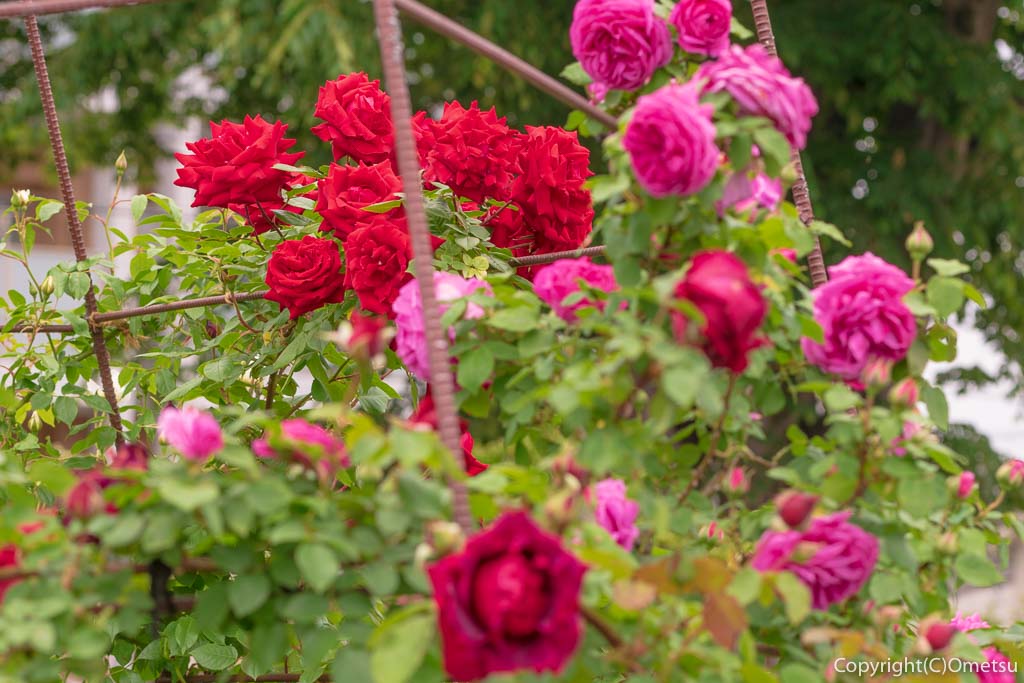 青梅市・新町の植木内公園の、バラ園のバラ棚