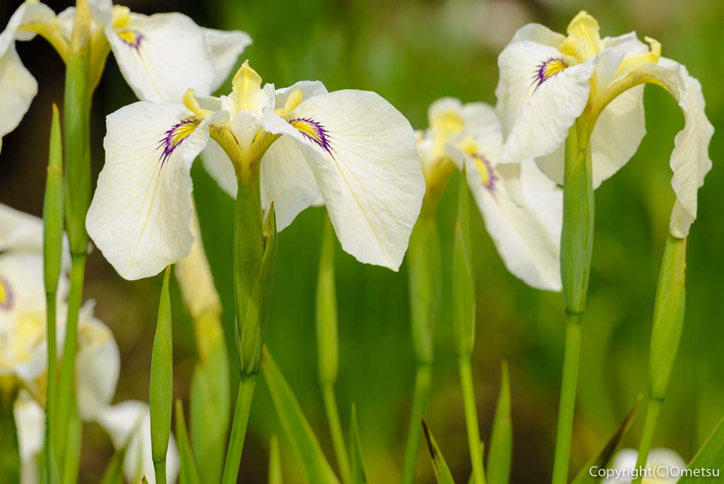 青梅市・吹上しょうぶ公園の淡黄色の菖蒲