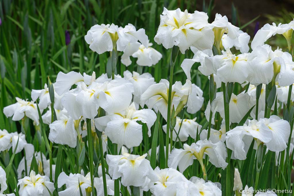 青梅市・吹上しょうぶ公園の白い菖蒲