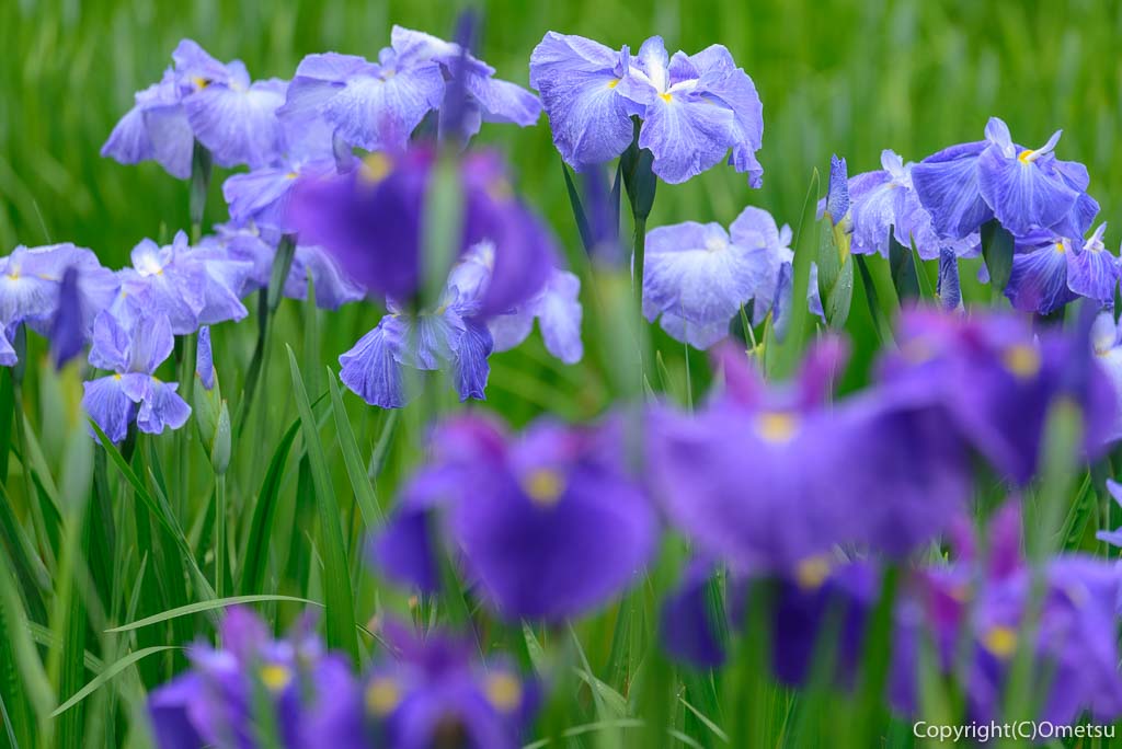 青梅市・吹上しょうぶ公園の青紫色の菖蒲