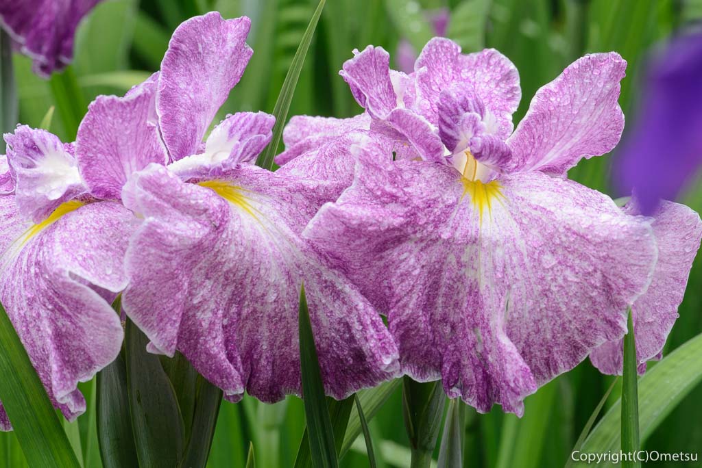 青梅市・吹上しょうぶ公園の赤紫色の菖蒲