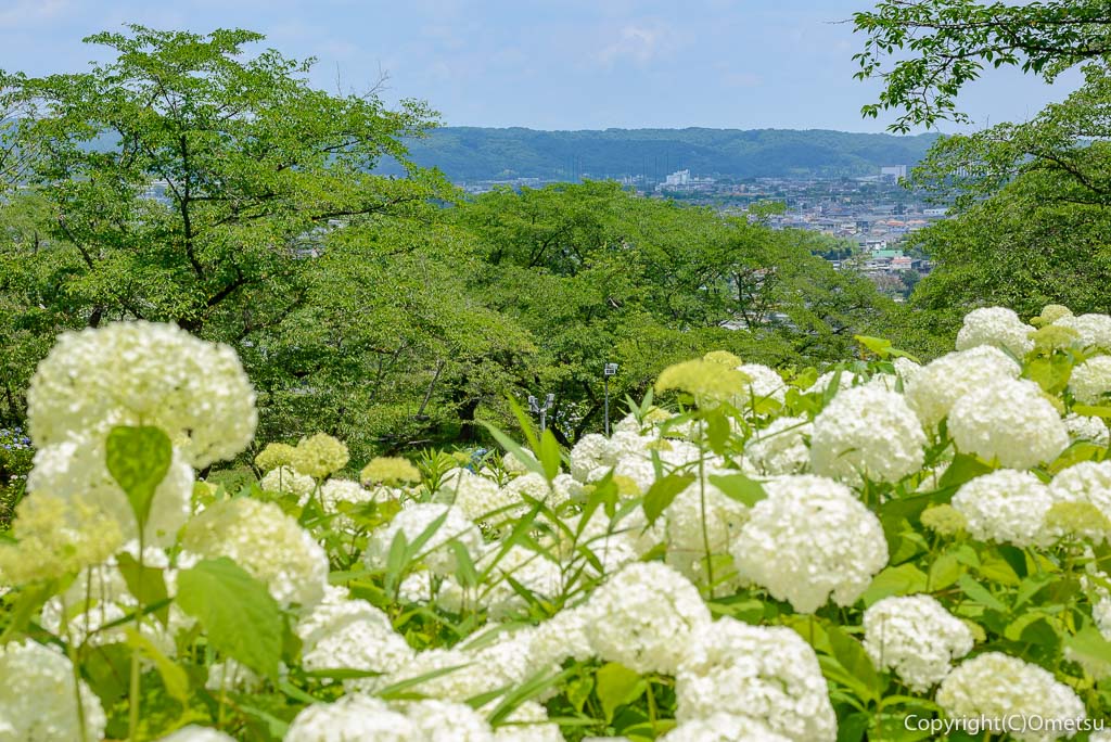 あきる野市「わんダフルネイチャーヴィレッジ」のアジサイ、アナベルの雪山と展望