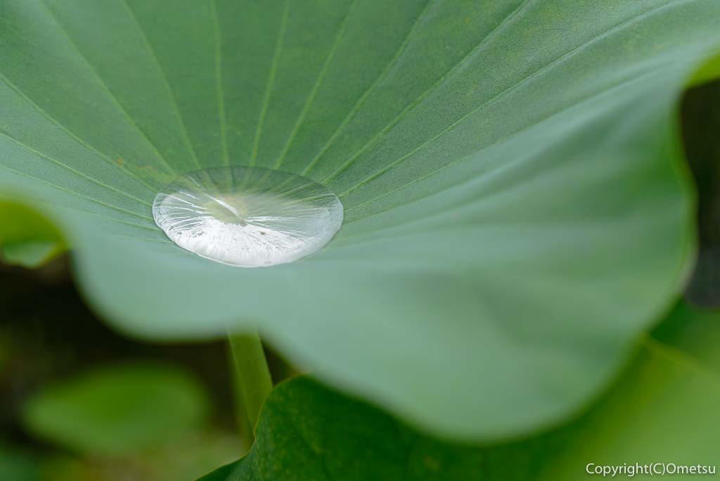 羽村市・根がらみ前水田の大賀蓮の、葉の上の水滴