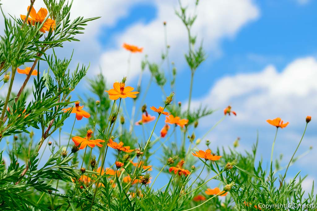 あきる野市・みつばちファームカフェの花