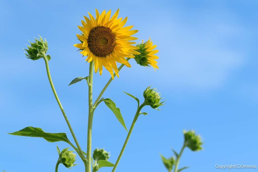 羽村市・根がらみ前水田のヒマワリ畑