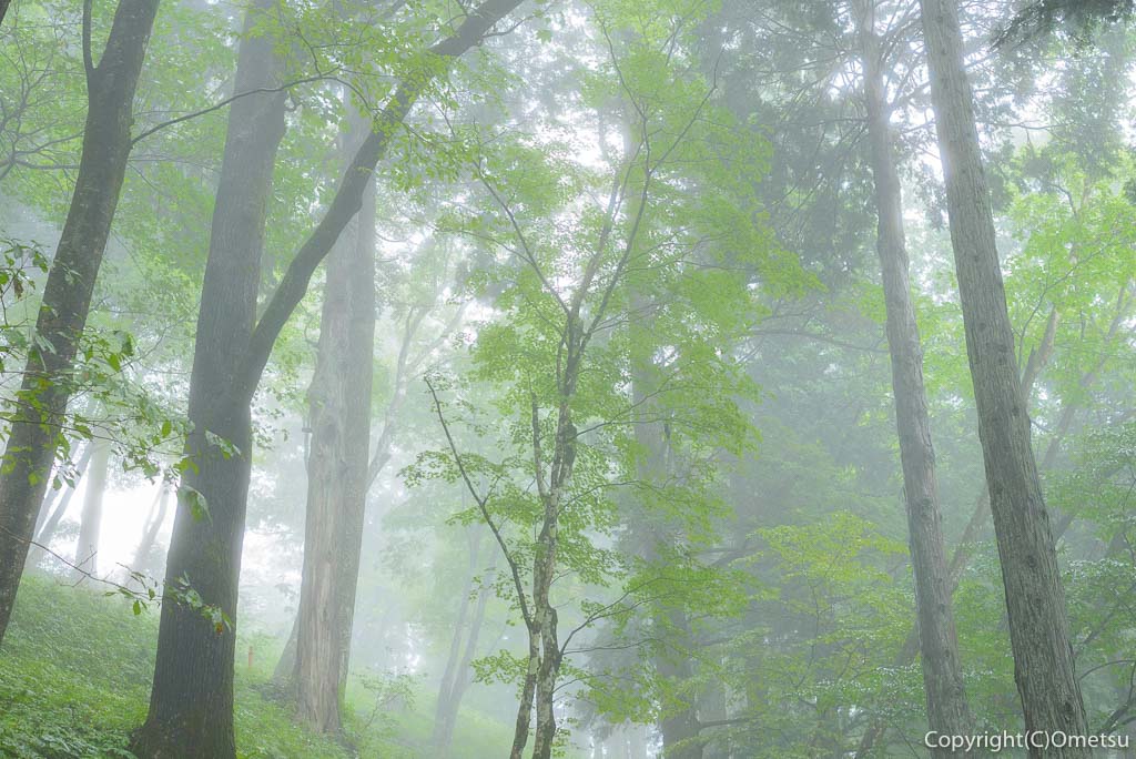 東京都・青梅市、御岳山の森