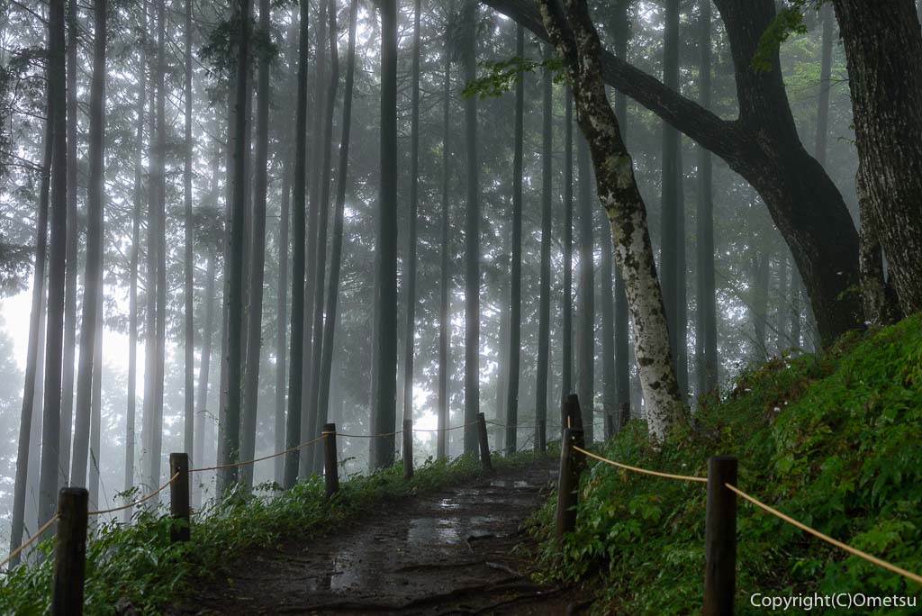 東京都・青梅市、御岳山の森